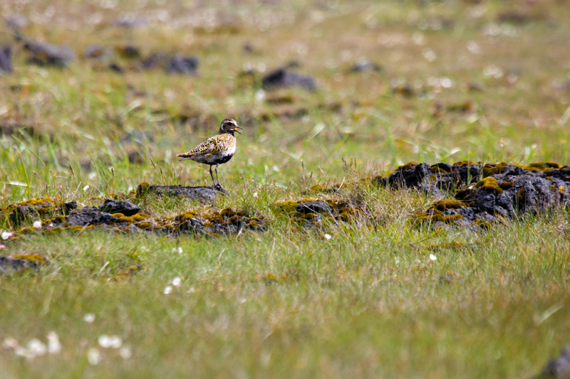 Dunlin